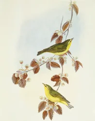 Luì verde (Phylloscopus sibilatrix), incisione di John Gould