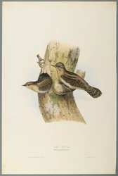 Torquola