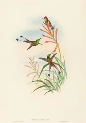 Discura longicauda (Coda a racchetta)