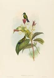 Eucephala caerulea (Zaffiro dal Mento Blu)