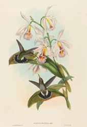 Glaucis fraseri (Barbuto di Fraser)