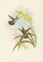 Lampornis veraguensis (Mango di Veragua)