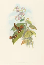 Selashorus scintilla (Colibrì scintillante)
