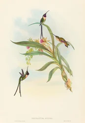 Tharmastura enicura (Coda Sottile)