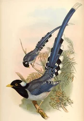 Gazza blu dal becco giallo Urocissa flavirostris (Blyth)