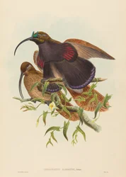 Drepanornis albertisi (uccello del paradiso falcibecco dal becco nero)