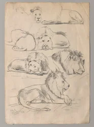 Studi di leoni