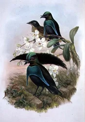 Lophornina - Uccello del Paradiso Superbo