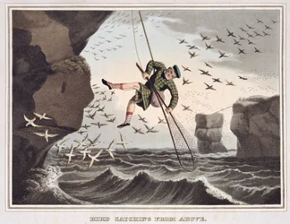 Cattura degli uccelli dall
