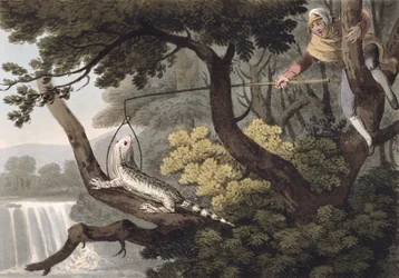 Cacciatore di lucertole messicano, inciso da Matthew Dubourg, pubblicato da Edward Orme, 1813