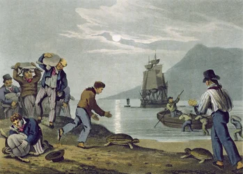 Cattura di Tartarughe a Terra, inciso da Matthew Dubourg, pubblicato da Edward Orme, 1813