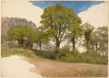 Alberi profilati contro il cielo
