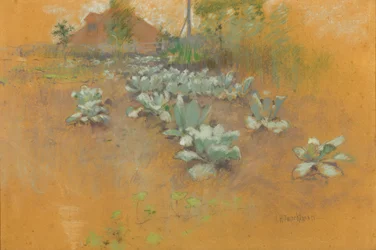 Campo di tabacco, c. 1895-1899