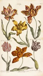 Tulipani, 1842