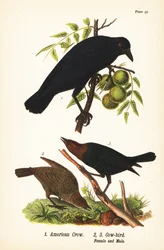 Corvo americano, Corvus brachyrhynchos 1, e vaccaro testabruna, Molothrus ater, femmina 2, e maschio 3