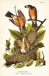 Pettirosso americano, Turdus migratorius, maschio 1, femmina 2 e giovani nel nido