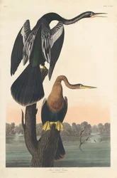 Anhinga