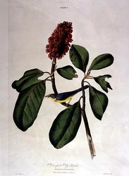 Bonaparte Fly Catcher, da 