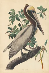 Pellicano bruno