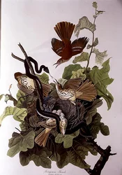 Tordo ferruginoso, da 