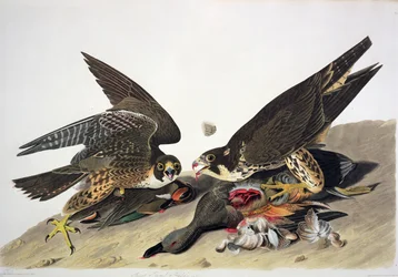 Falco dalle grandi zampe, da "Birds of America", incisione di Robert Havell (1793-1878) (incisione a colori)