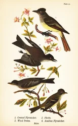 Tiranide crestato, Myiarchus crinitus 1, pigliamosche orientale, Sayornis phoebe 2, pigliamosche dei boschi orientale, Contopus virens 3, e pigliamosche dell
