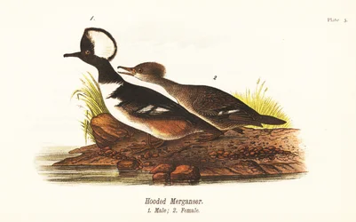 Smergo cappuccino, Lophodytes cucullatus, maschio 1, femmina 2