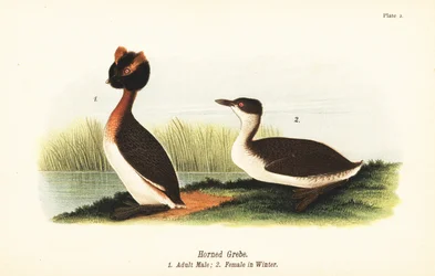 Svasso cornuto, Podiceps auritus, maschio adulto 1, e femmina in piumaggio invernale