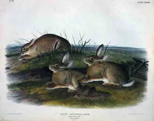 Lepus Artemesia (Lepre di Assenzio), tavola 88 da 