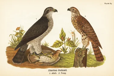 Astore del nord, Accipiter gentilis, astore americano, adulto con preda 1, giovane 2