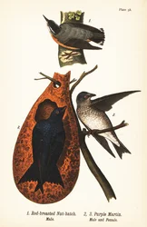 Picchio muratore petto rosso, Sitta canadensis, maschio 1, e rondine purpurea, Progne subis, maschio 2, e femmina 3