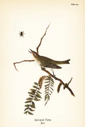 Vireo dagli occhi rossi, maschio