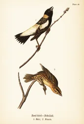 Bobolink, Dolichonyx oryzivorus, maschio 1, femmina 2