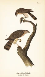 Sparviero zampe corte, Accipiter striatus, maschio con preda 1, femmina 2
