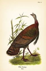Tacchino selvatico, Meleagris gallopavo, maschio