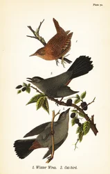 Scricciolo invernale, Troglodytes hiemalis 1, e tordo grigio, Dumetella carolinensis 2