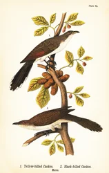 Cuculo dal becco giallo, Coccyzus americanus 1, e cuculo dal becco nero, Coccyzus erythropthalmus 2, maschi