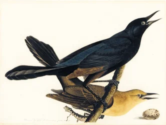 Una coppia di grackle codalunga