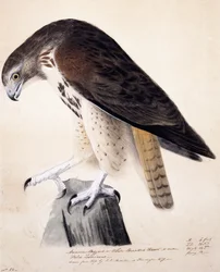 Poiana americana o falco dal petto bianco