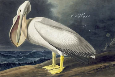 Pellicano bianco americano, Pelecanus Erythrorhynchos, da "Gli uccelli d