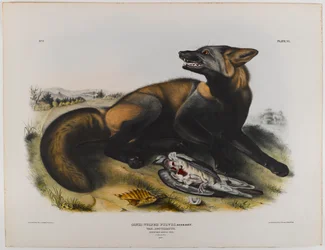 Volpe incrociata americana