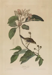 Fringuello di Bachman