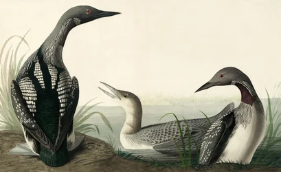 Strolaga dal collo nero, Colymbus Arcticus, da "Gli uccelli d
