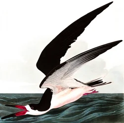 Becco a forbice nero o berta, Rhincops nigra, da "The Birds of America" di John J. Audubon, pubblicato 1827-38