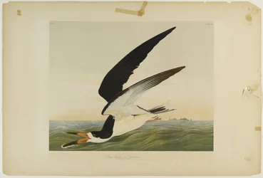 Becco a forbice nero o berta, stampato da Julien Bien e pubblicato da Roe Lockwood & Son, 1861