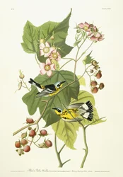 Parula nera e gialla e lampone fiorito