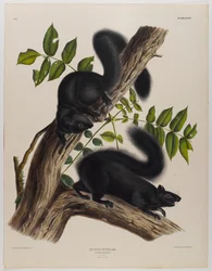 Scoiattolo nero