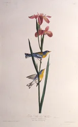 Parula blu e gialla. Da Gli uccelli d