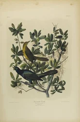 Gracula codalunga, stampata da Julien Bien e pubblicata da Roe Lockwood & Son, 1861