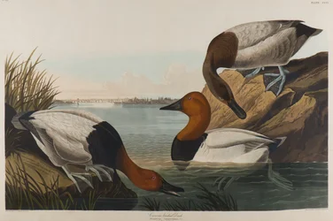 Anatra dal dorso di tela, 1836